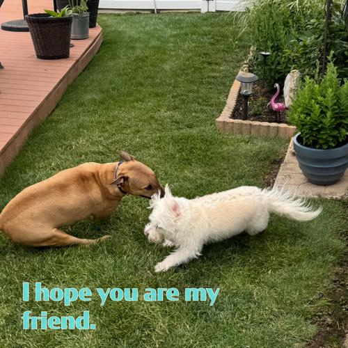 I Hope You Are My Friend