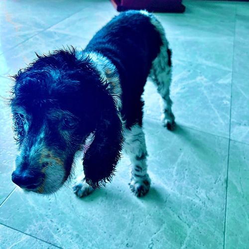 Marry My Stalker (Explicit)