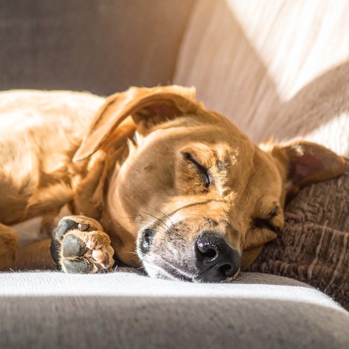 Patas Suaves: Música De Orquesta Relajante Para Perros