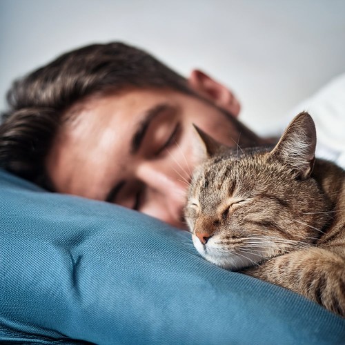 Melodías Nocturnas De Orquesta Para Gatos Que Duermen