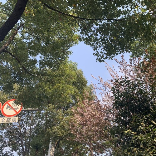 미행 (跟踪 (影子)) (그림자: Shadow)