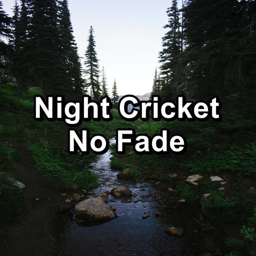 Night Cricket No Fade