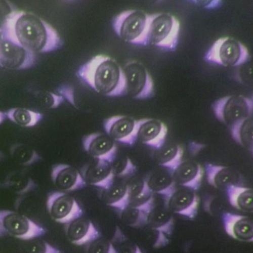 GALXYEYES (Explicit)