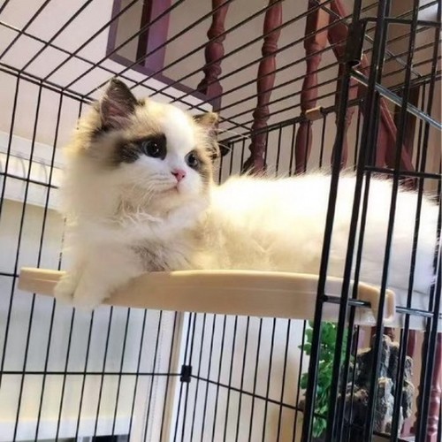 Peace陈韬翻唱辑