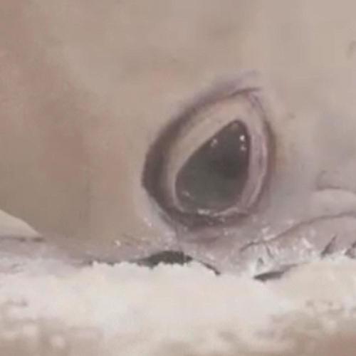 Abduction (Alien ***)