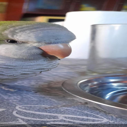 yo hago dinero hoodtrap