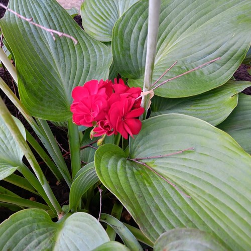 Boxeadores Mexicanos #1