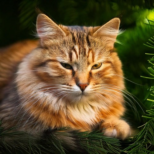 Soft Cat Melodies for Comfort and Calm