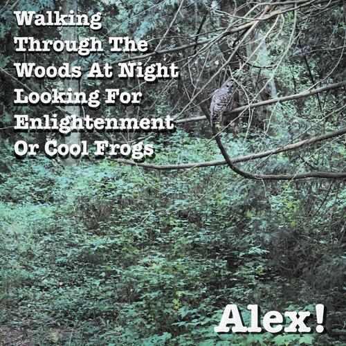 Walking Through the Woods at Night Looking for Enlightenment or Cool Frogs