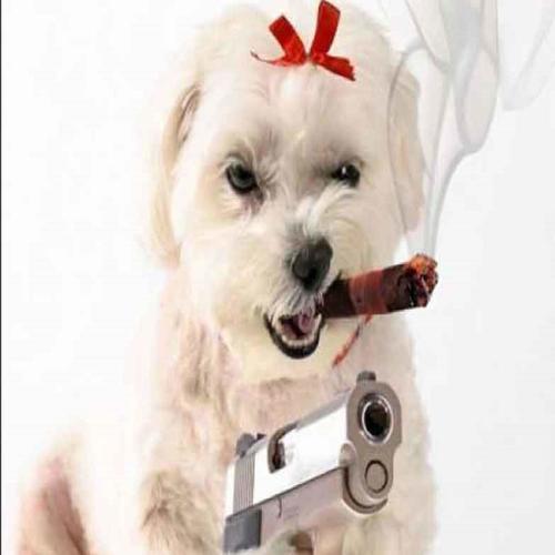 chien fou (Explicit)