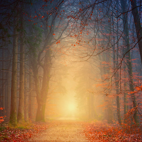 Unwind with Nature: Forest Rain Tracks