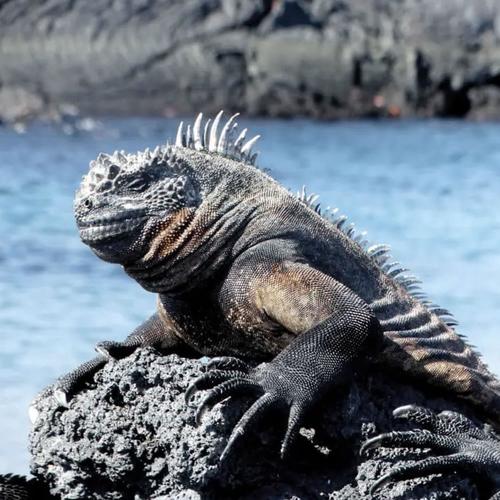 GALAPAGOS (Explicit)