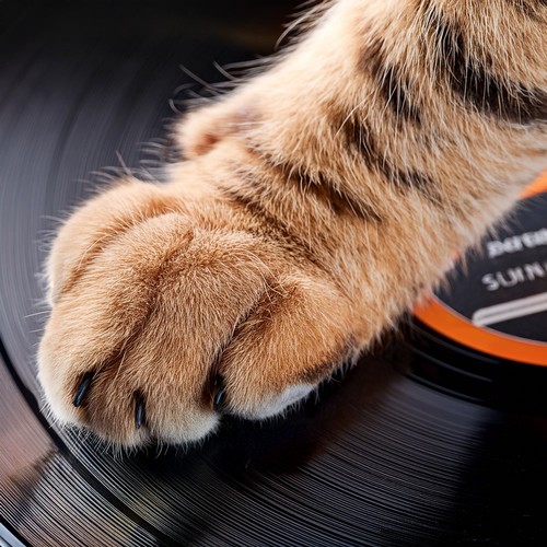 Hip Hop for Pets: Rhythms for Furry Friends