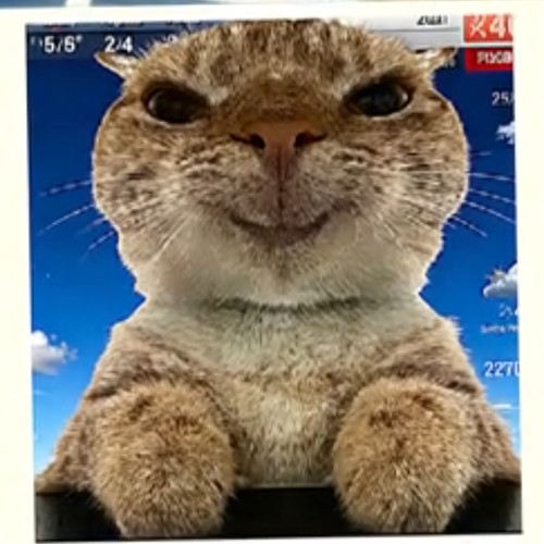 咪讨厌坏天气(哈基米)