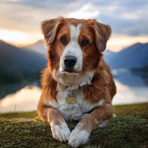 Music For Dogs That Brings Comfort And Calm