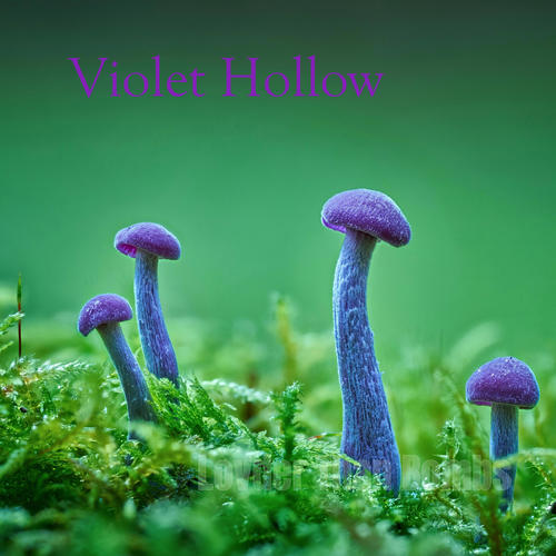 Violet Hollow