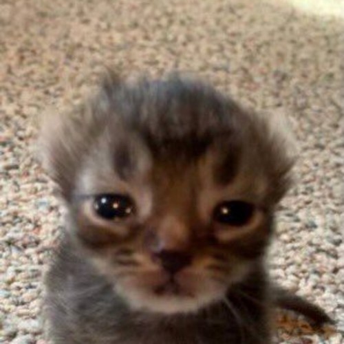 lloro x ti: ( (Explicit)