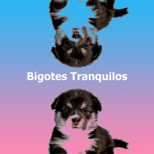 Bigotes Tranquilos