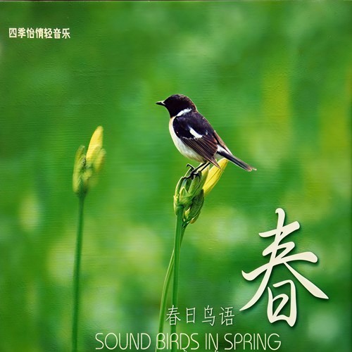四季怡情轻音乐 春 春日鸟语