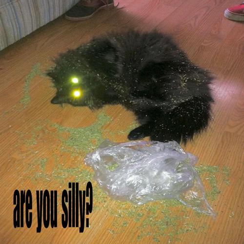 silly squad (feat. lungskull, Skkipyyy & so so) [Explicit]