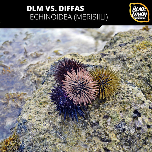 Echinoidea (Merisiili)