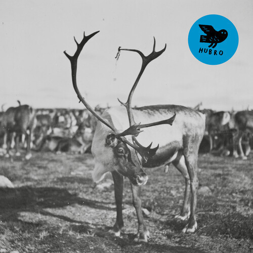 Simleflokk under månen