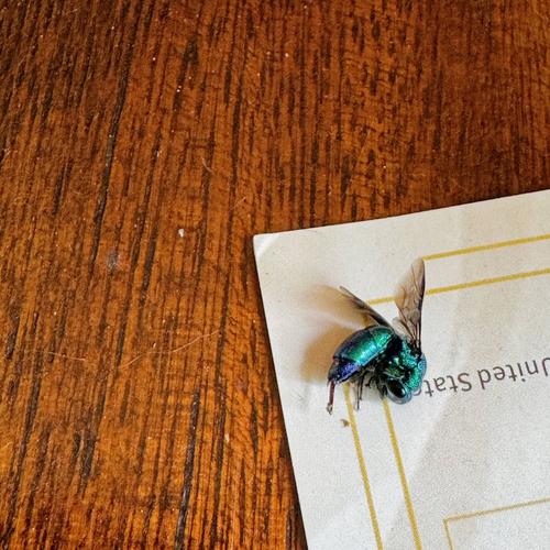 Is this bug real? (Explicit)