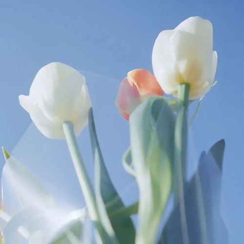 欢乐手风琴 | 快乐如此简单