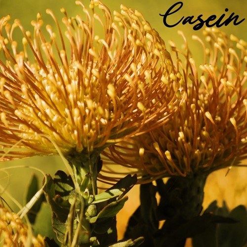 Casein