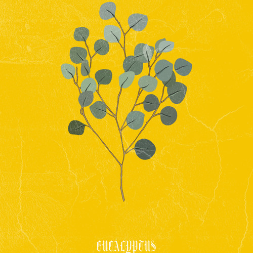 Eucalyptus