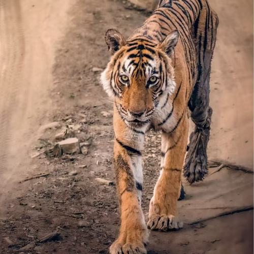 箭头女王（老虎）