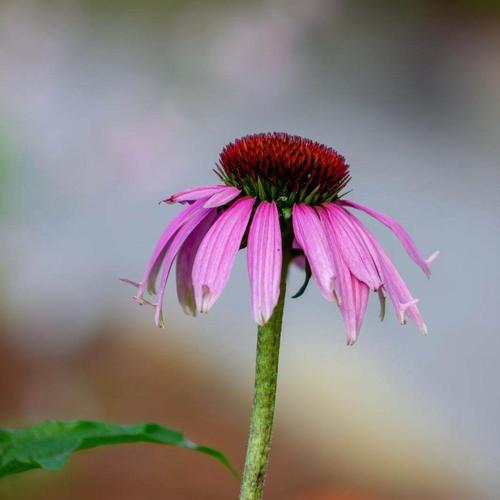 The Only Song My Eyes Can See