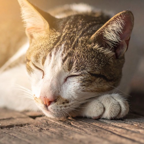 Ritmos De Hip Hop Suaves Para Calmar Gatos