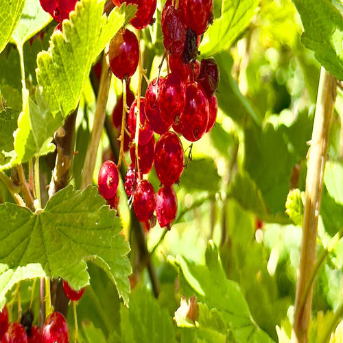 Ditt sommarbär (feat. Miss X)