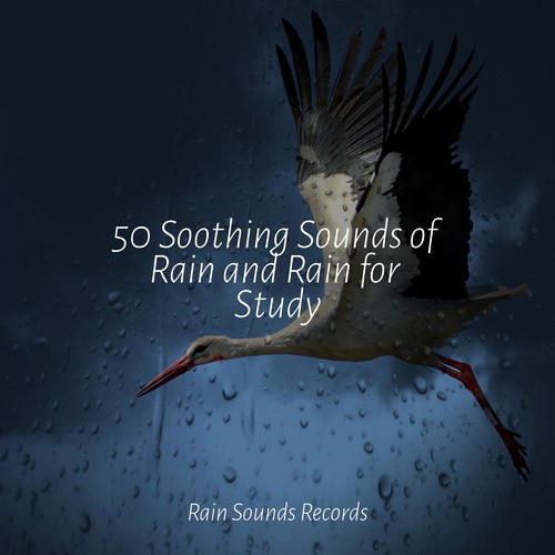 50 Soothing Sounds of Rain and Rain for Study