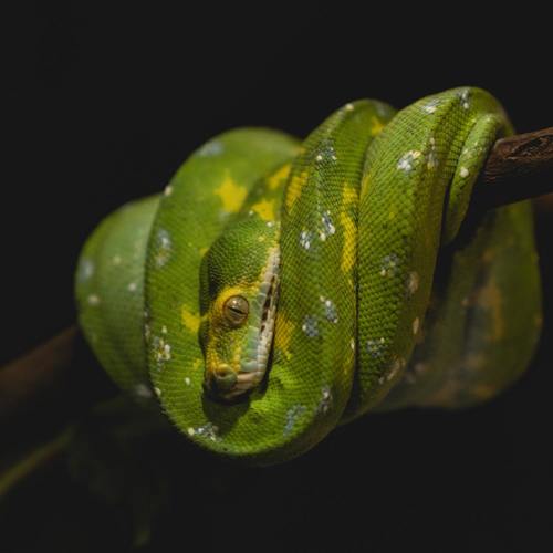 The Drift Boys (Explicit)