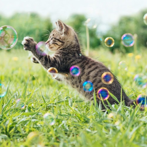 Cat Zen: Music for Feline Relaxation