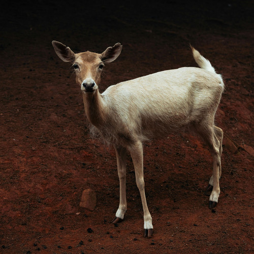 El Riesgo Del Querer