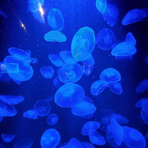 bzzbzzbzz (Explicit)