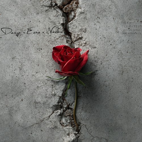 Erste Rose