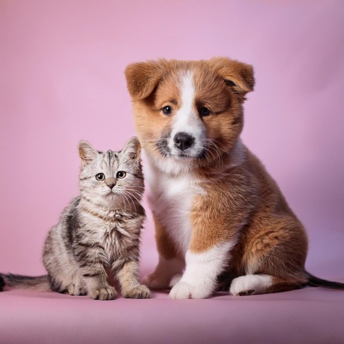 Armonía Para Mascotas: Melodías Para Compañeros