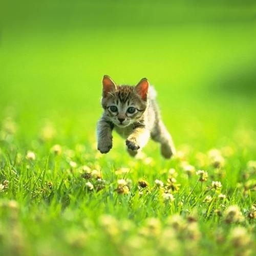 GET MONEY (feat. Gucci Mane & Don Q) [Explicit]