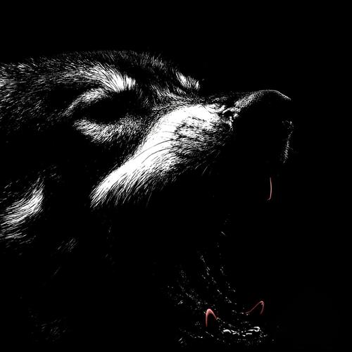 WOLVES OUT (feat. 888Wolf) [Explicit]