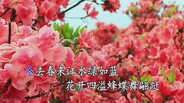 廖强 - 杜鹃花