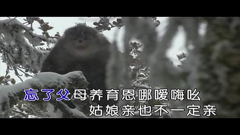 于洋洋 - 十三不亲 (KTV版)