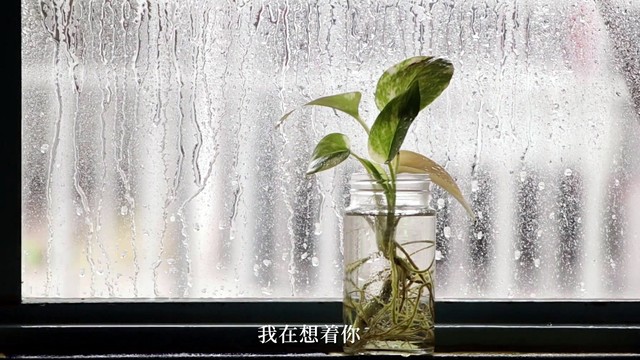 主教大人 - 及时止损