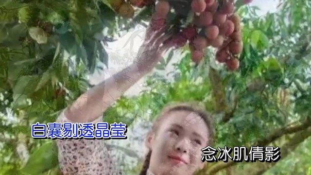 黎志强 - 贡园品荔 (KTV版)