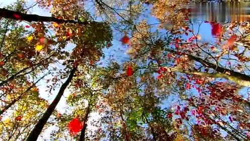 Enya - The Memory Of Trees