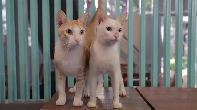 Ankur Tewari - Billi Ka Bachcha