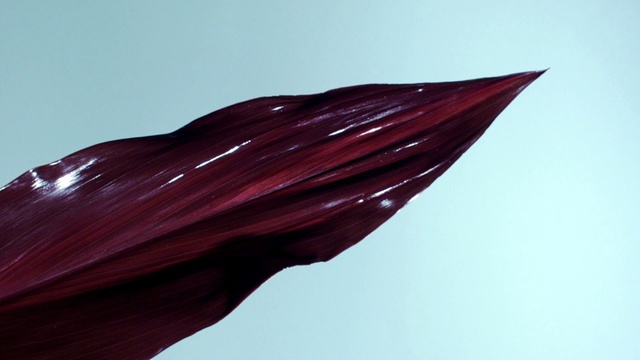 Wet - Deadwater (Pseudo Video) (音频版)